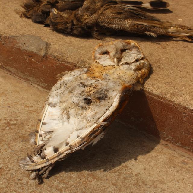 Dataset Image