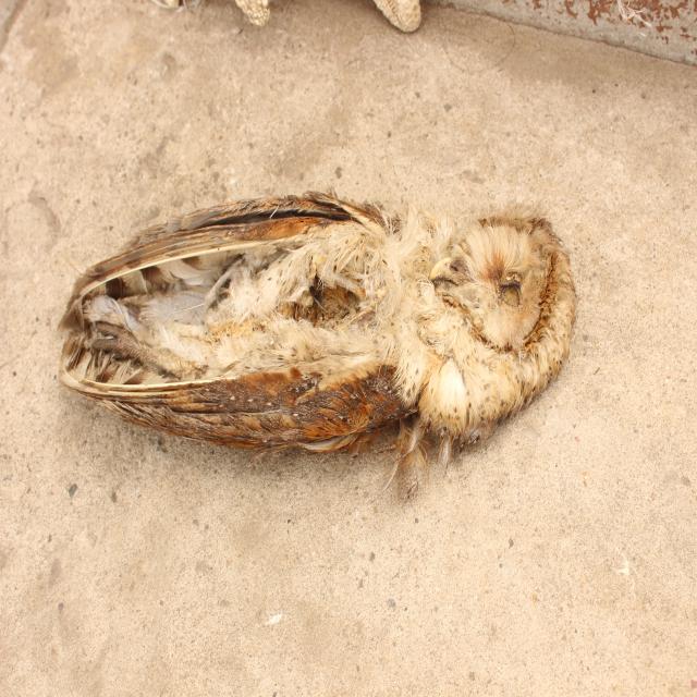 Dataset Image
