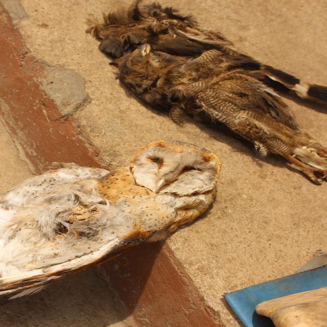 Dataset Image