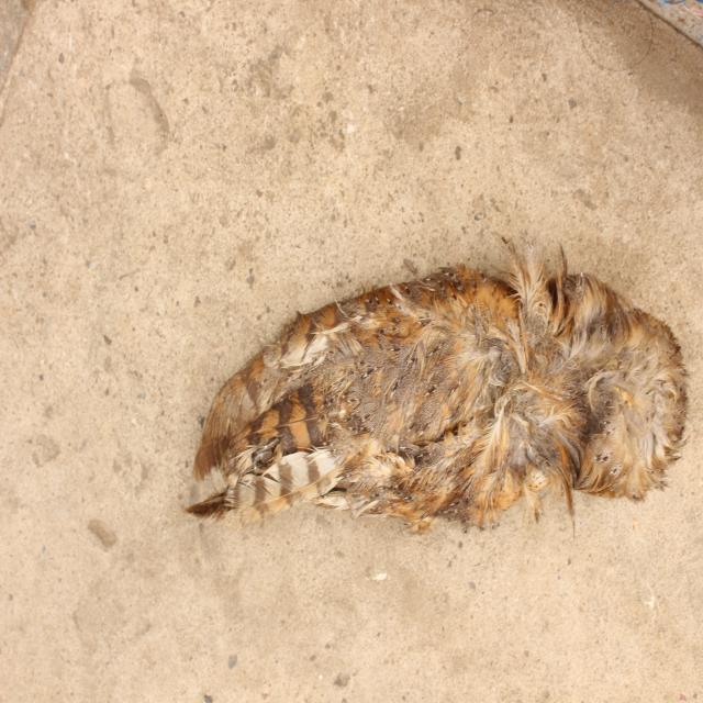 Dataset Image