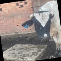 Dataset Image
