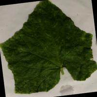 Dataset Image