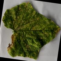 Dataset Image