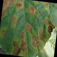 Dataset Image