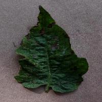 Dataset Image