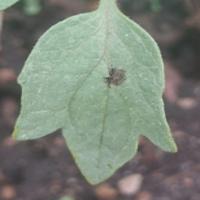 Dataset Image