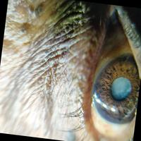 Dataset Image