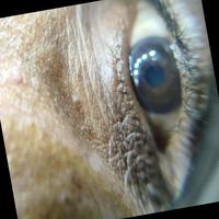 Dataset Image