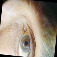 Dataset Image