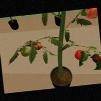 Dataset Image