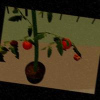 Dataset Image