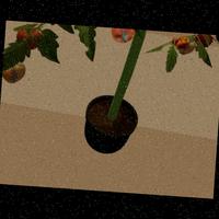 Dataset Image