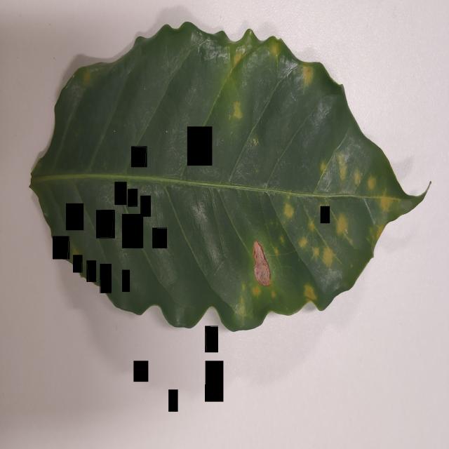 Dataset Image