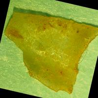 Dataset Image
