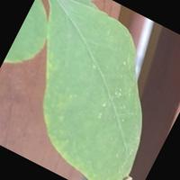 Dataset Image