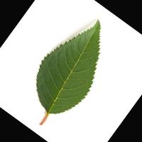 Dataset Image