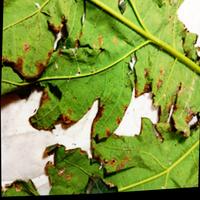 Dataset Image