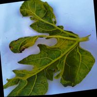 Dataset Image