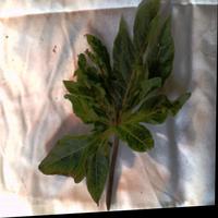 Dataset Image