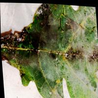 Dataset Image