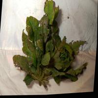 Dataset Image
