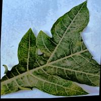 Dataset Image
