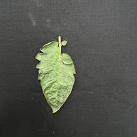 Dataset Image