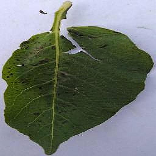 Dataset Image