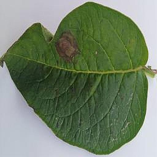Dataset Image