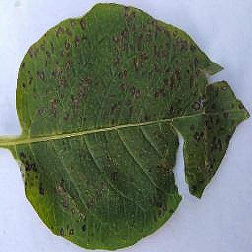 Dataset Image
