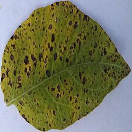 Dataset Image