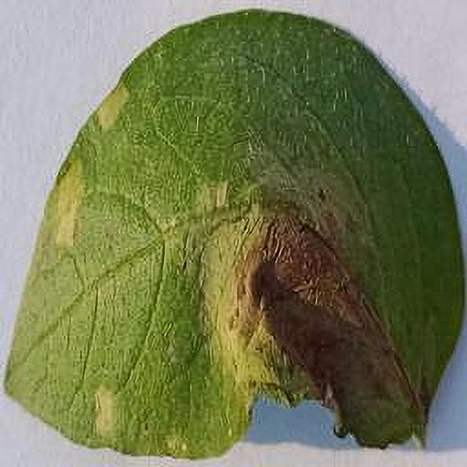 Dataset Image
