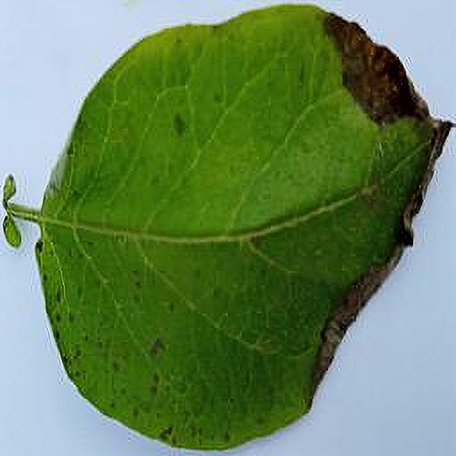 Dataset Image