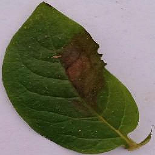 Dataset Image