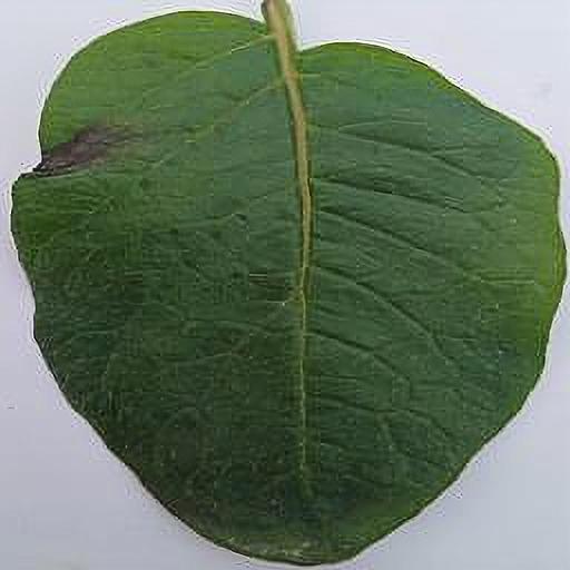 Dataset Image