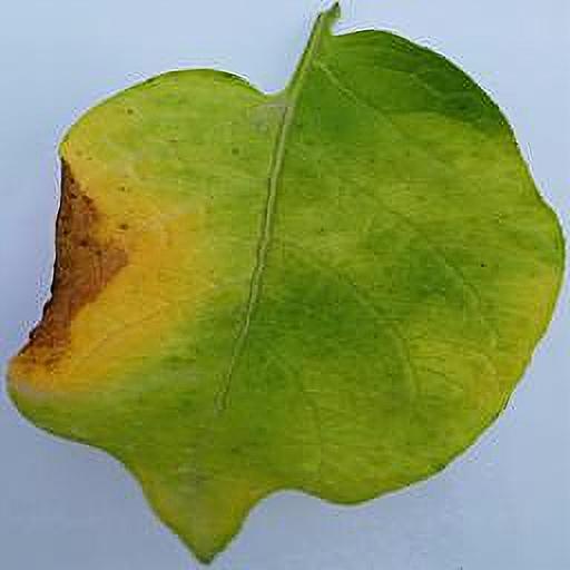 Dataset Image