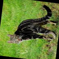 Dataset Image