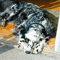 Dataset Image