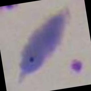 Dataset Image