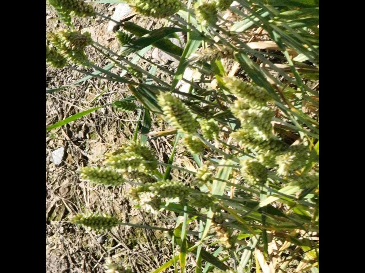 Dataset Image