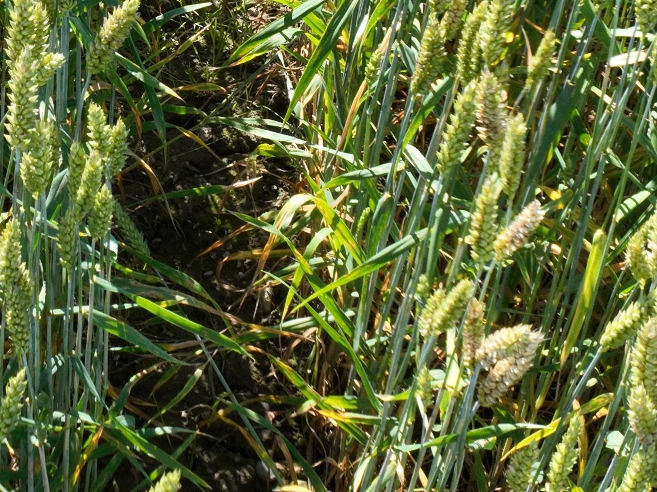 Dataset Image