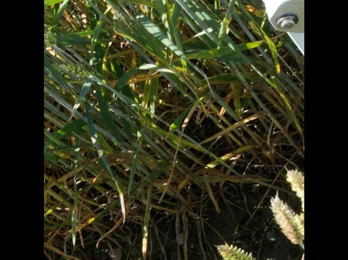 Dataset Image
