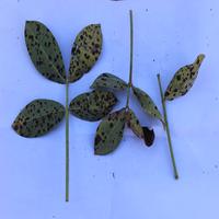 Dataset Image