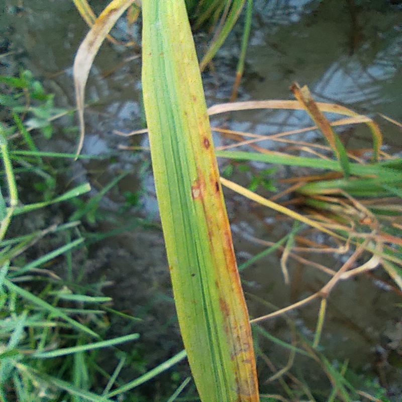 Dataset Image