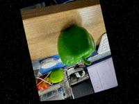 Dataset Image