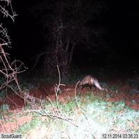 Dataset Image