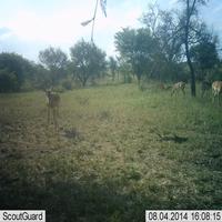 Dataset Image