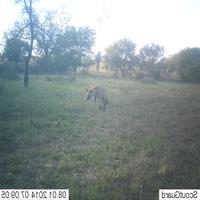 Dataset Image