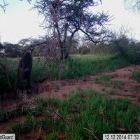 Dataset Image