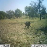 Dataset Image